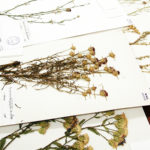 herbarium do it yourself decor