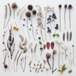 herbarium do it yourself photo decor