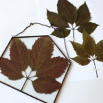 herbarium do it yourself photo ideas