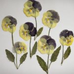 herbarium do it yourself design ideas