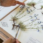 herbarium do it yourself options