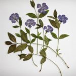 herbier faites-le vous-même options de photo