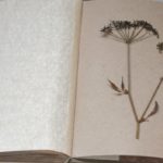 herbarium do it yourself ideas options