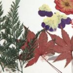 herbier faites-le vous-même types de photos