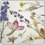 herbier faites-le vous-même photos d'espèces