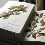 herbarium do it yourself photo reviews