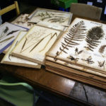 herbarium do it yourself design ideas