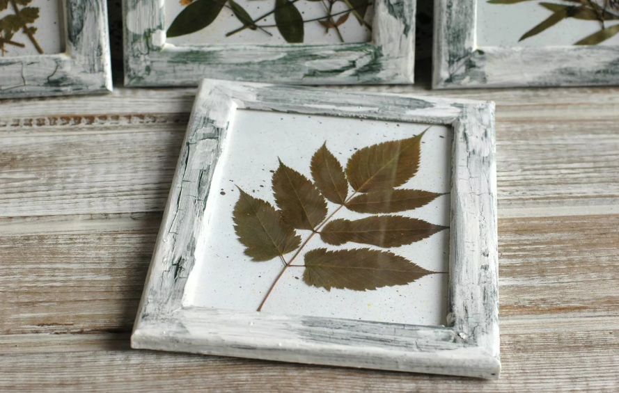 herbarium in a frame