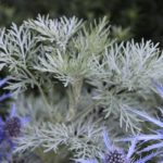 blue wormwood