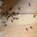 how to get rid of ants