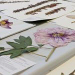 how to make a herbarium photo ideas