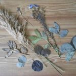 how to make a herbarium photo ideas