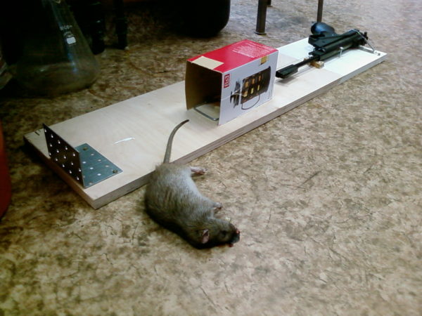 Electronic or electrical traps are designed to kill rodents.