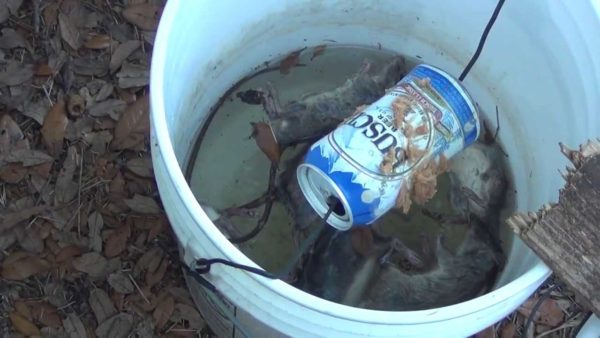 In order for the manufacture of such a trap to be crowned with success, it is necessary to attach a wooden strip at the right angle to the edge of the bucket.