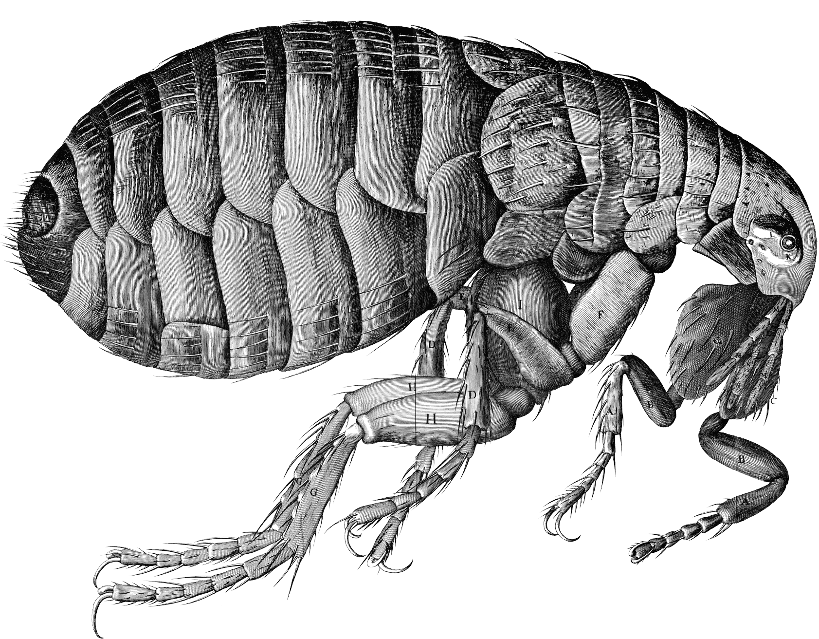 what does a flea look like