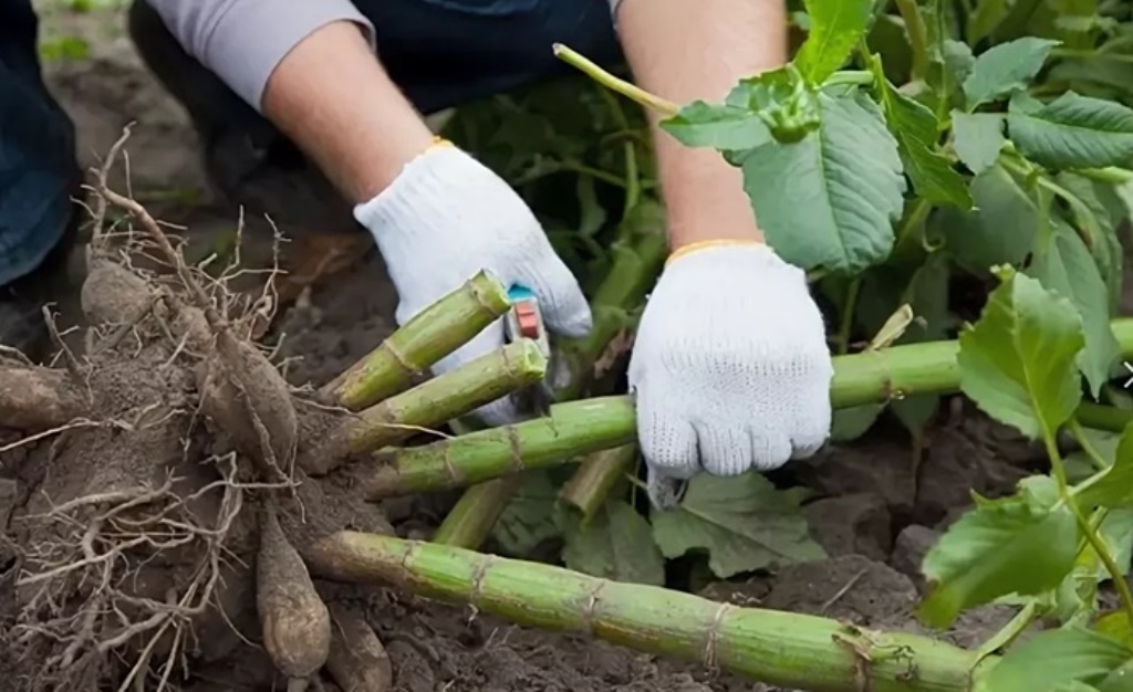 how to dig dahlias for the winter