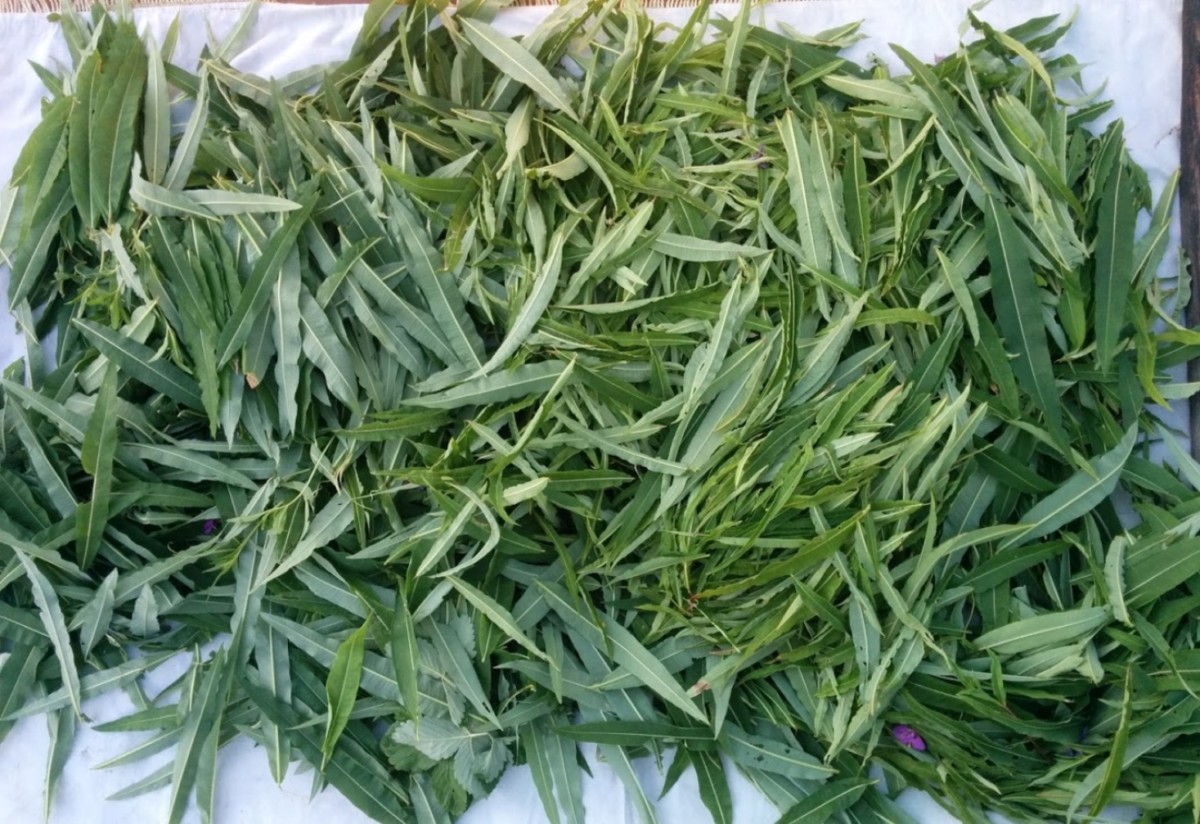 leaves of narrow-leaved fireweed