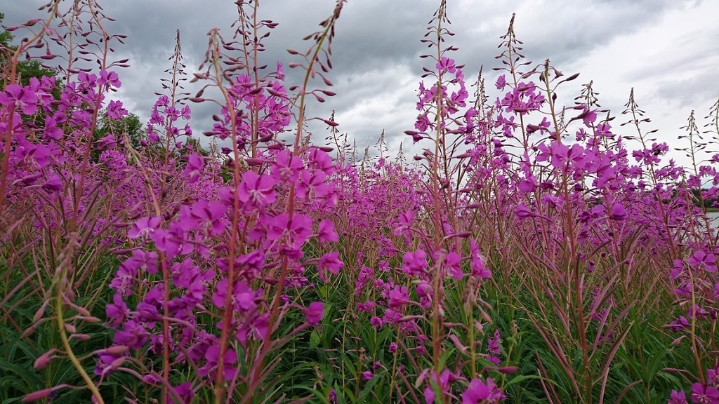 narrow-leaved fireweed