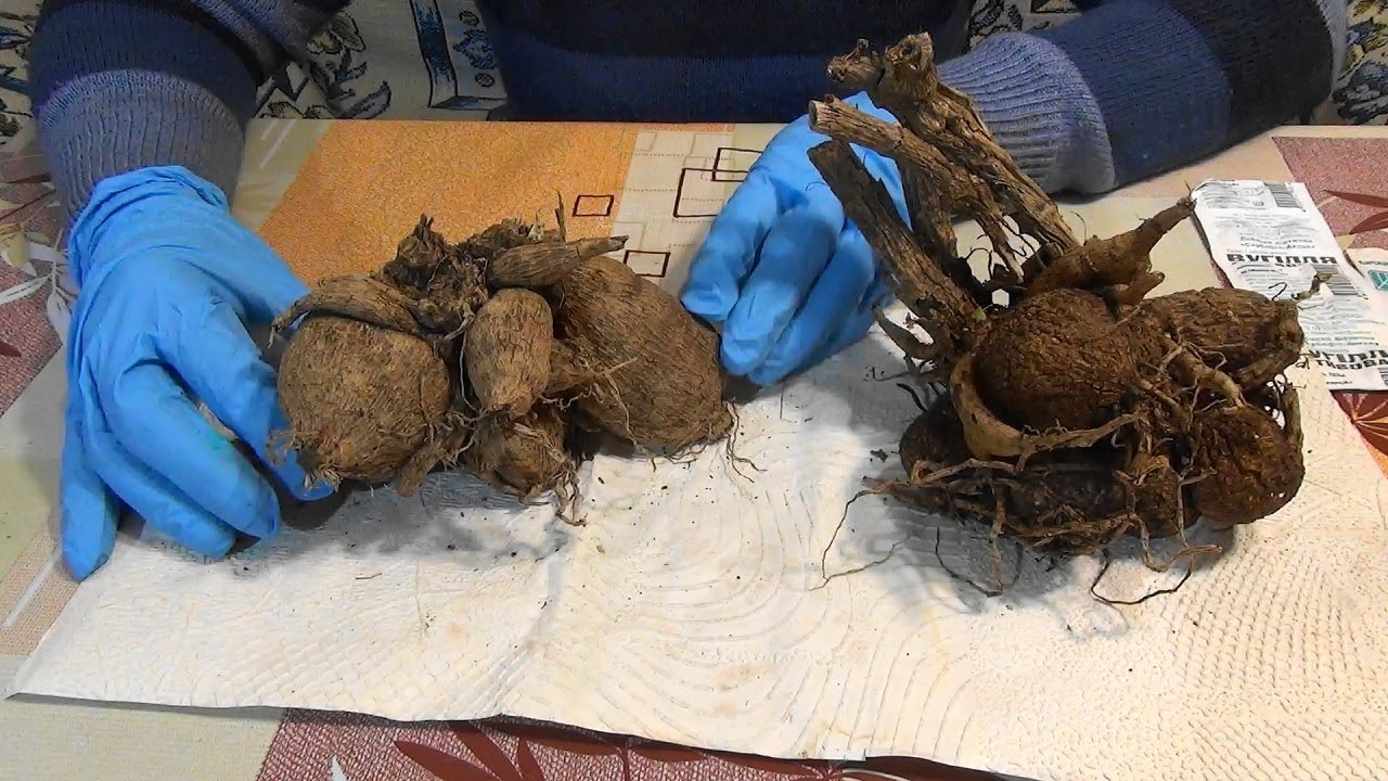 dahlia tubers