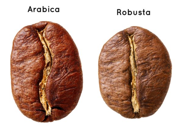 Arabica has an elongated grain shape, while robusta is round.