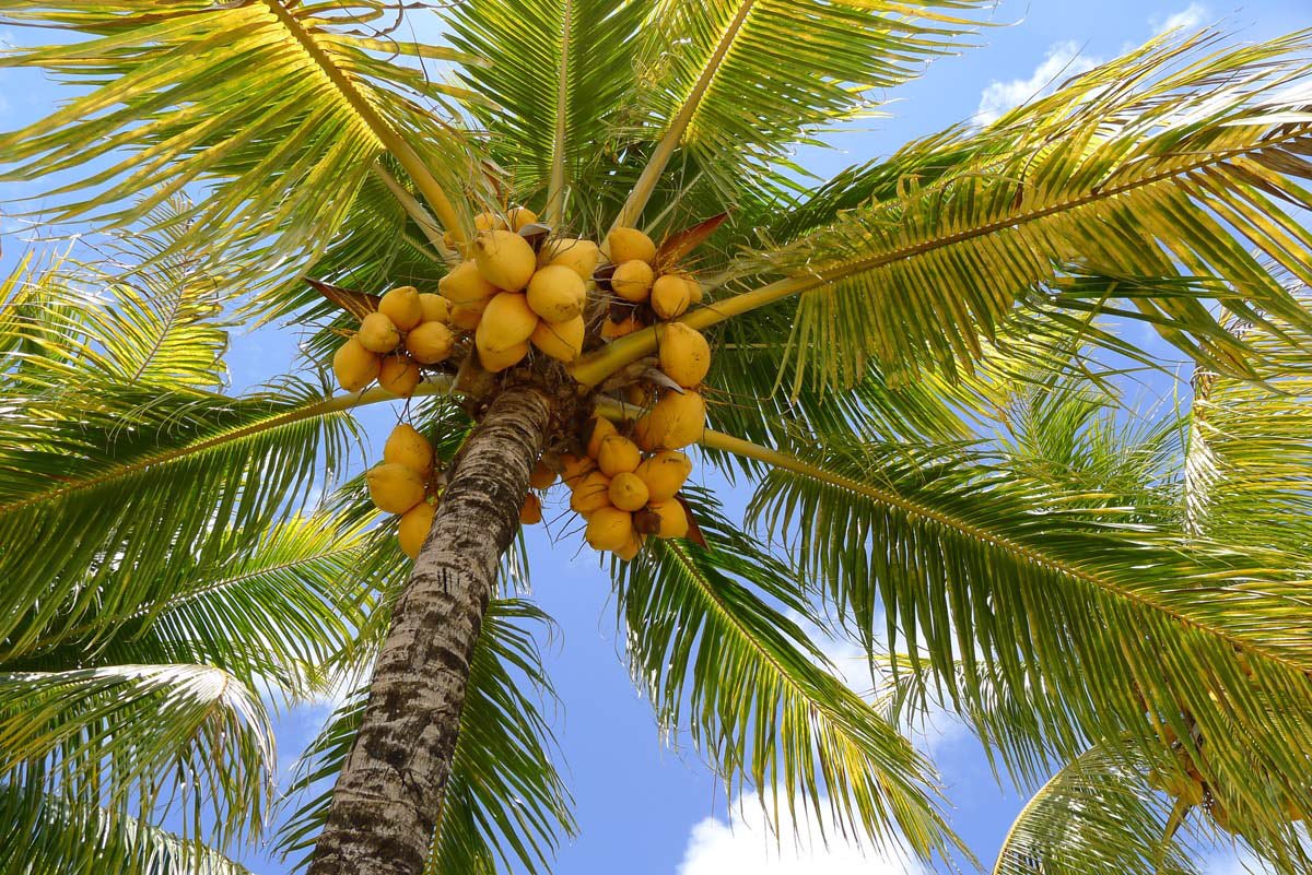 coconut tree pictures