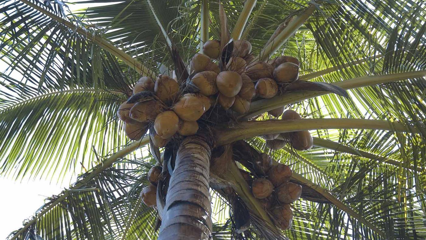 coconut tree view