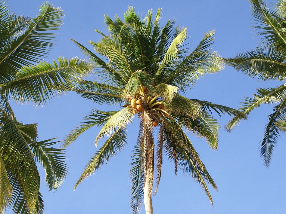 coconut palm