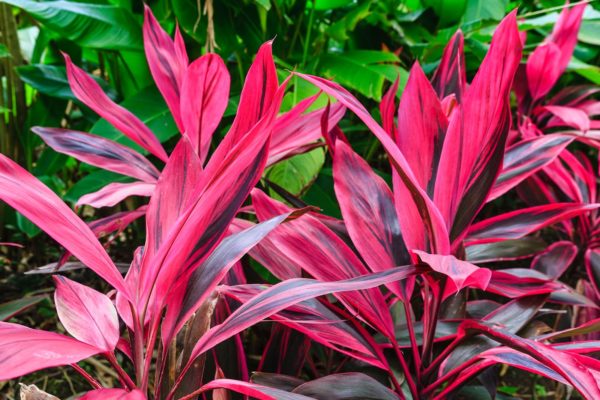 An amazingly beautiful plant has long gained universal popularity.