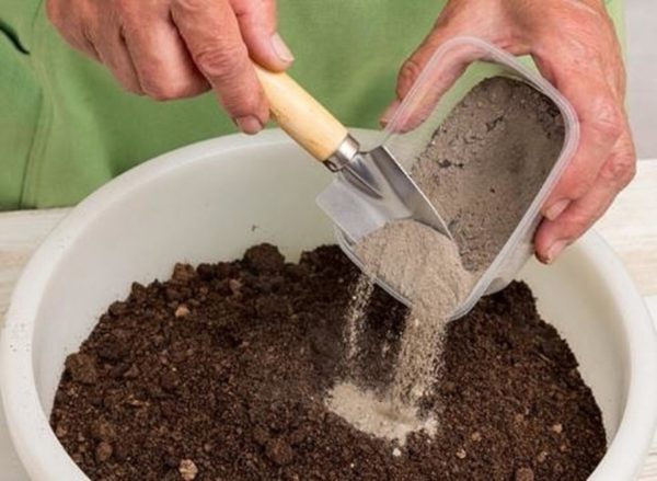 For rooting, the most suitable will be a substrate of peat soil, sand and humus soil, taken in equal proportions.