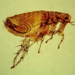 rat flea