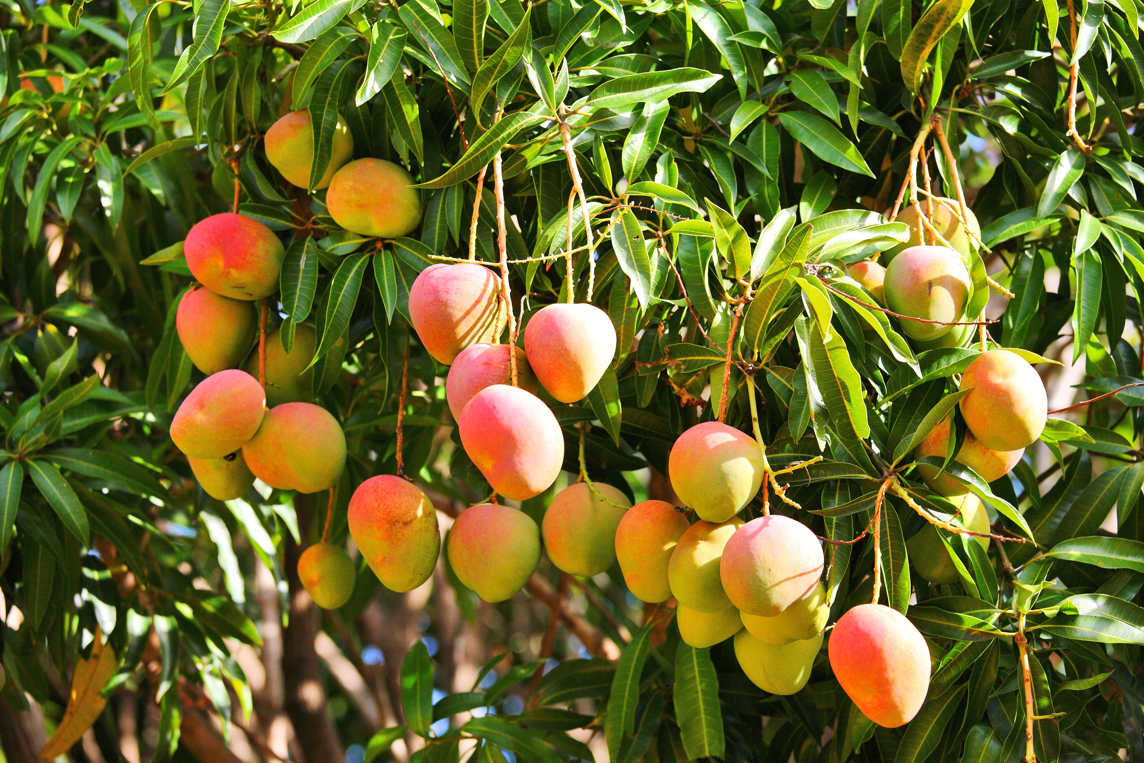 mangue sur l'arbre