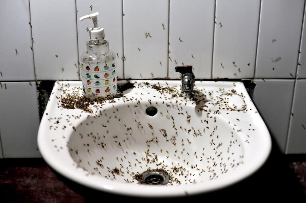 midges on the sink