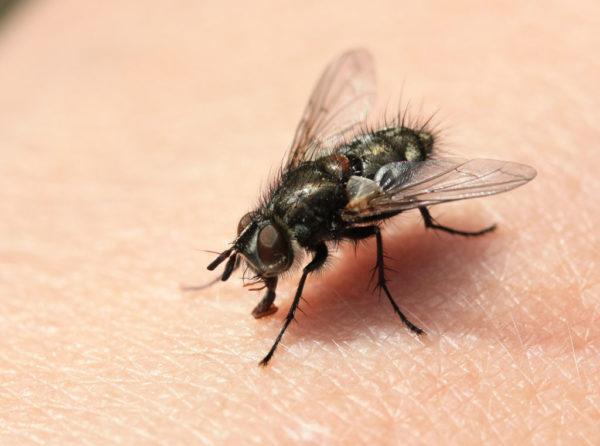 Exterminer les mouches à la maison est difficile et prend du temps.