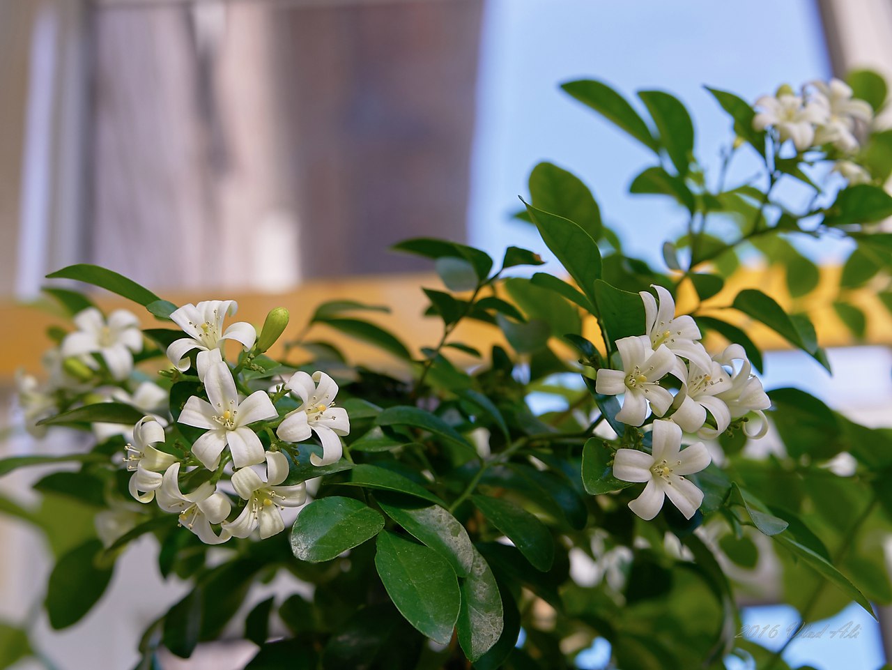 Murraya paniculata