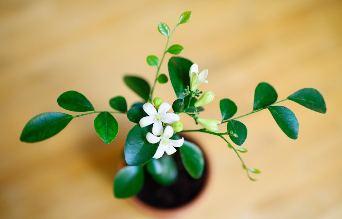 Murraya paniculata at home