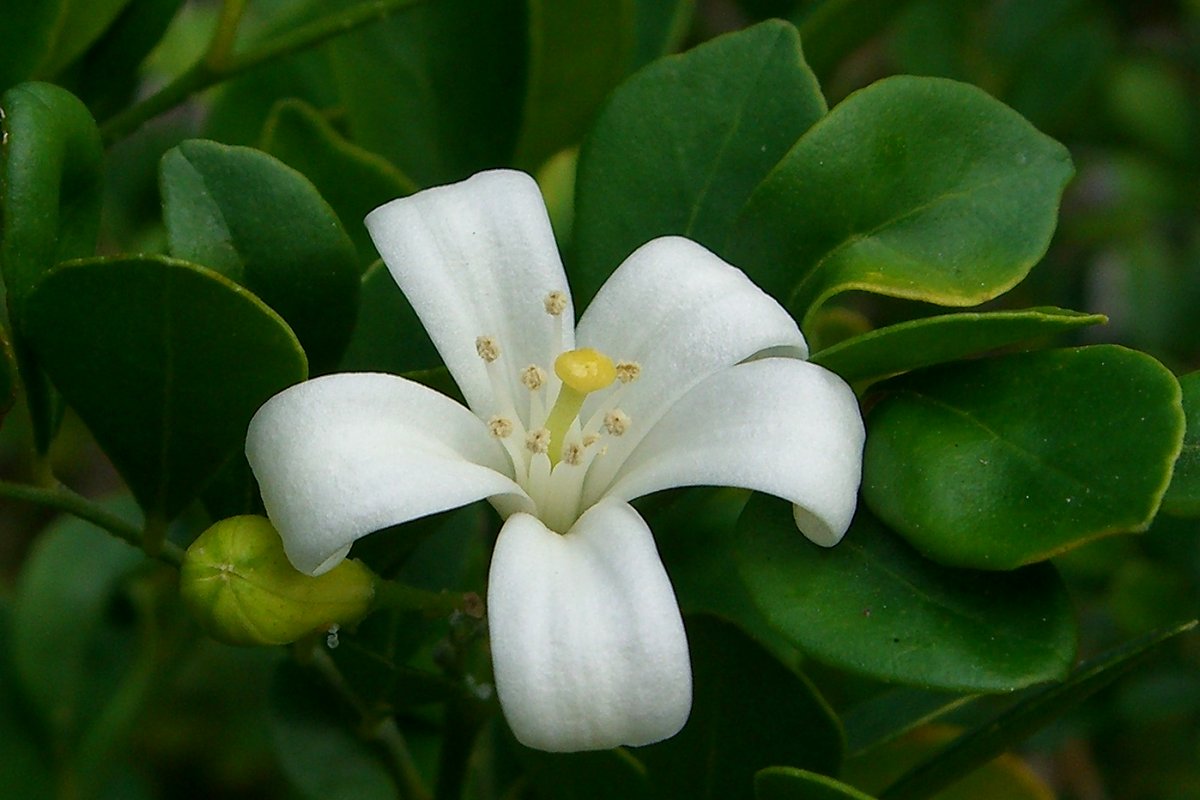 Снимка Murraya paniculata