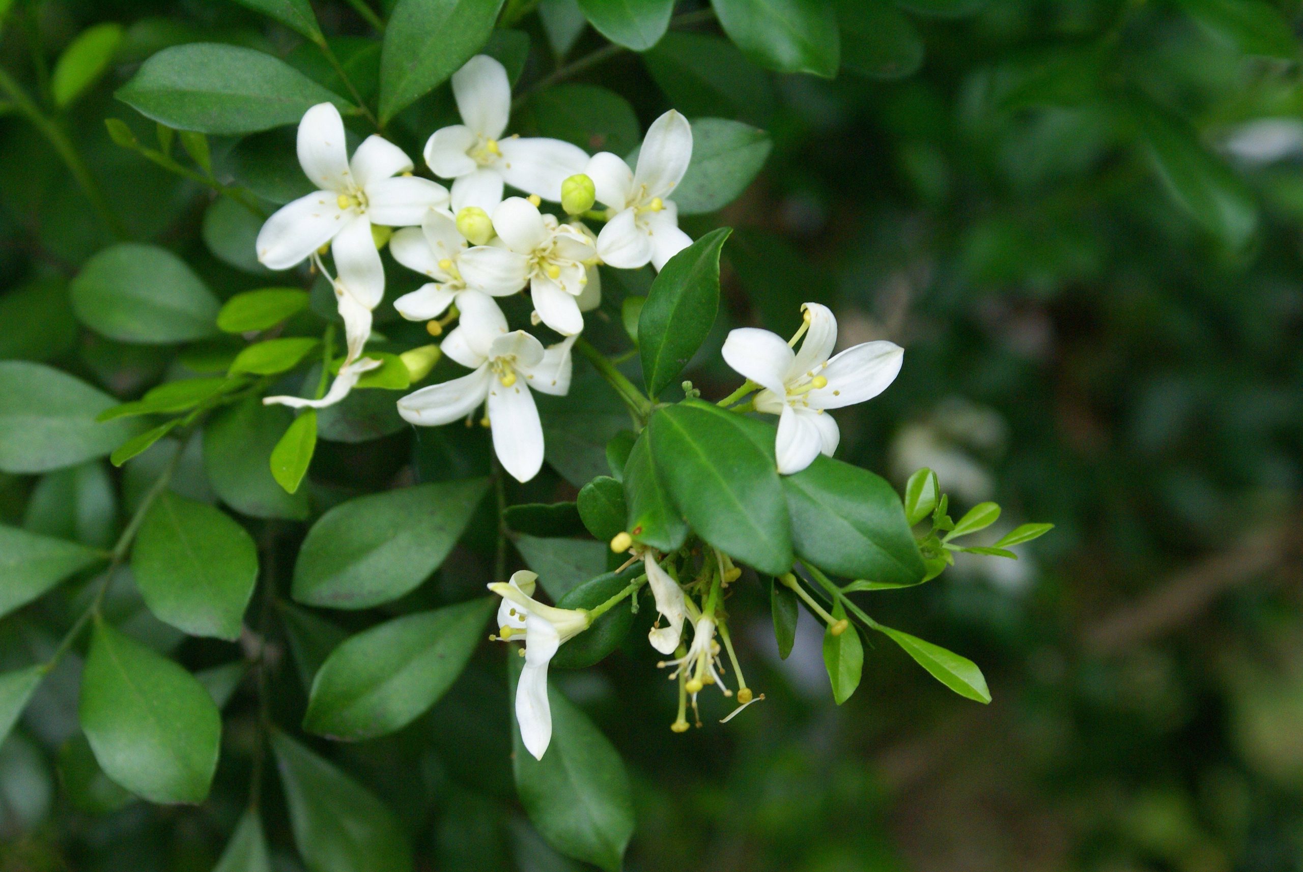 Murraya Paniculata