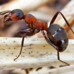 forest ant