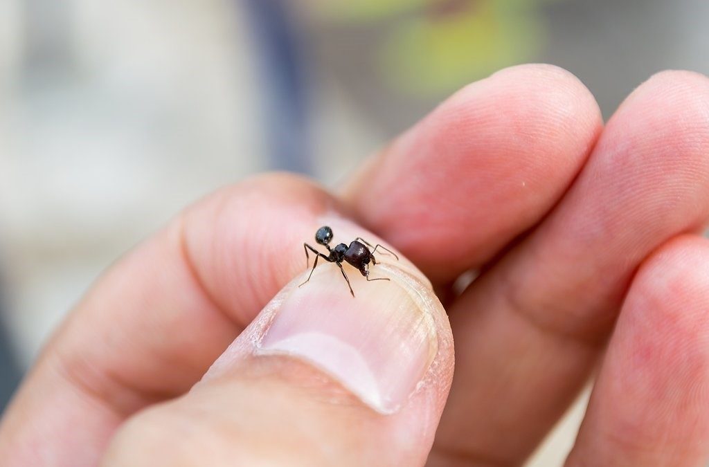 ant on hand