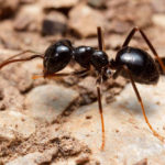 garden ant