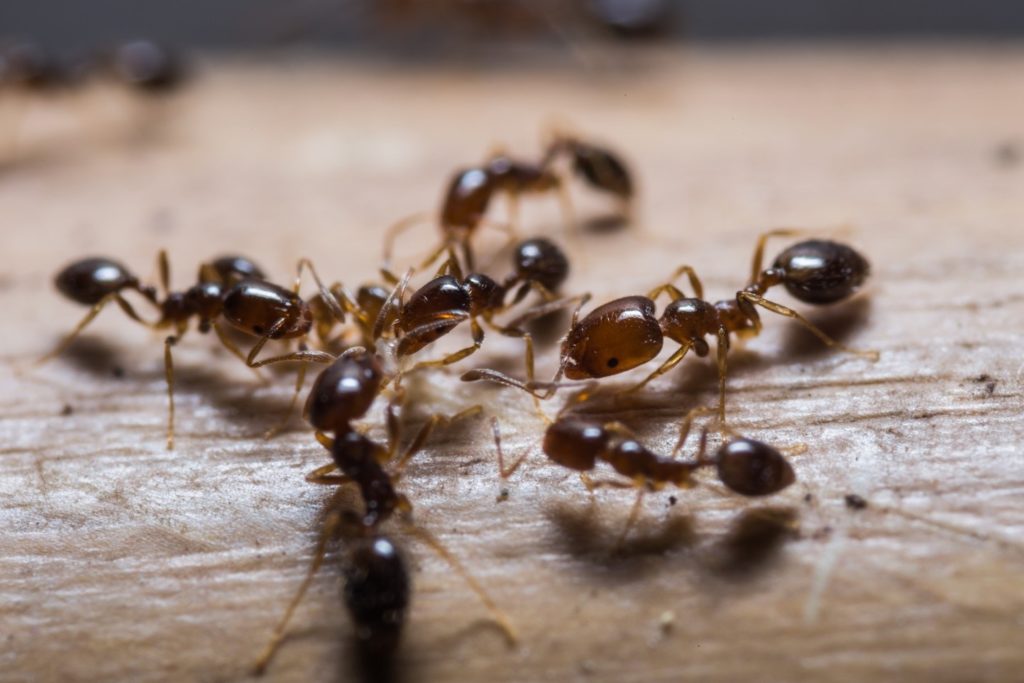 ants in a private house