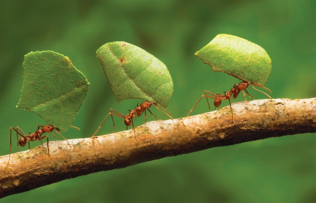 ants