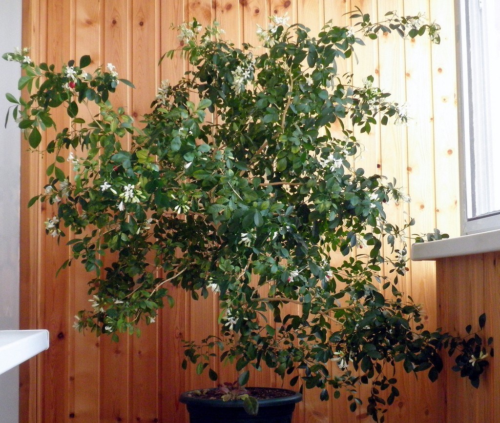 Murraya at home on the balcony