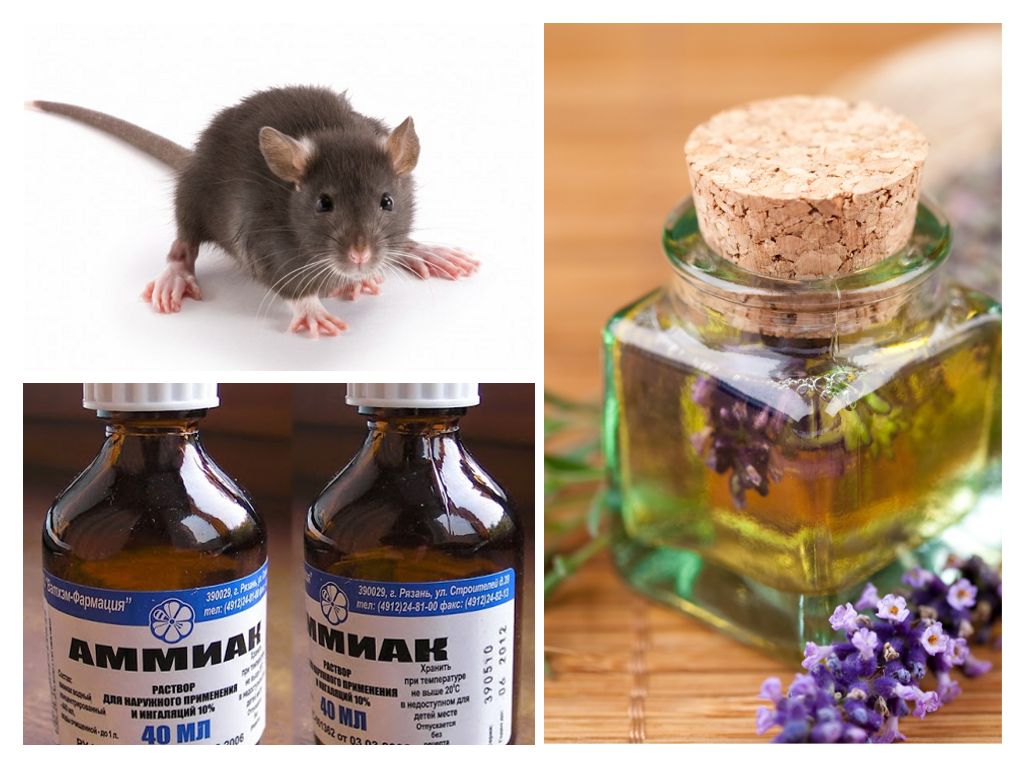 folk methods for the smell of mice