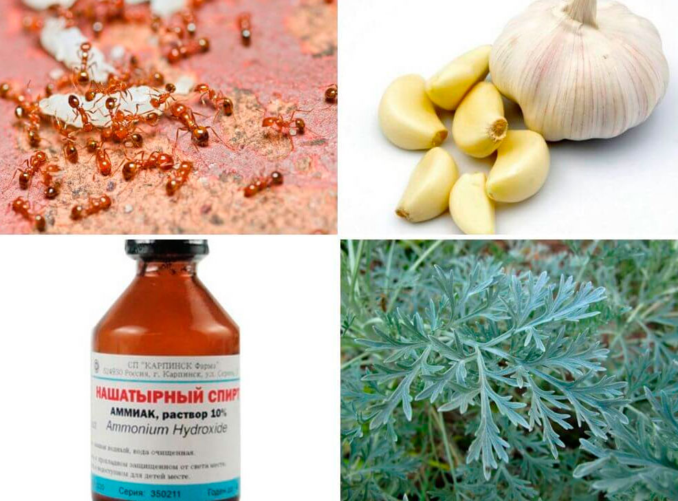 folk remedies for ants