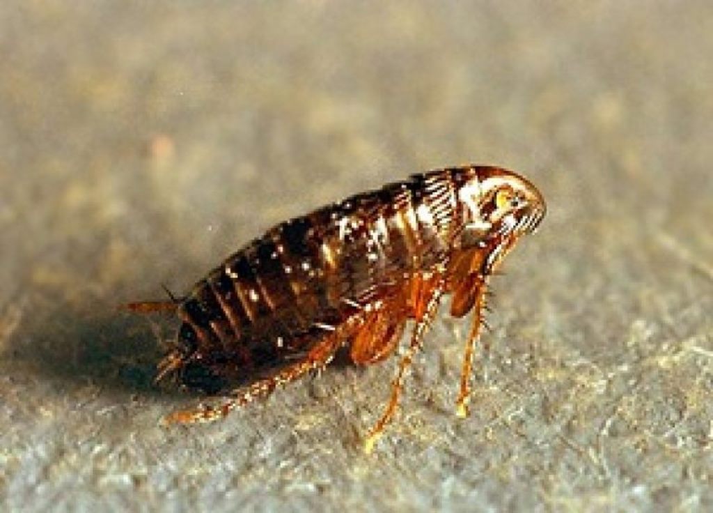 earthen fleas at home