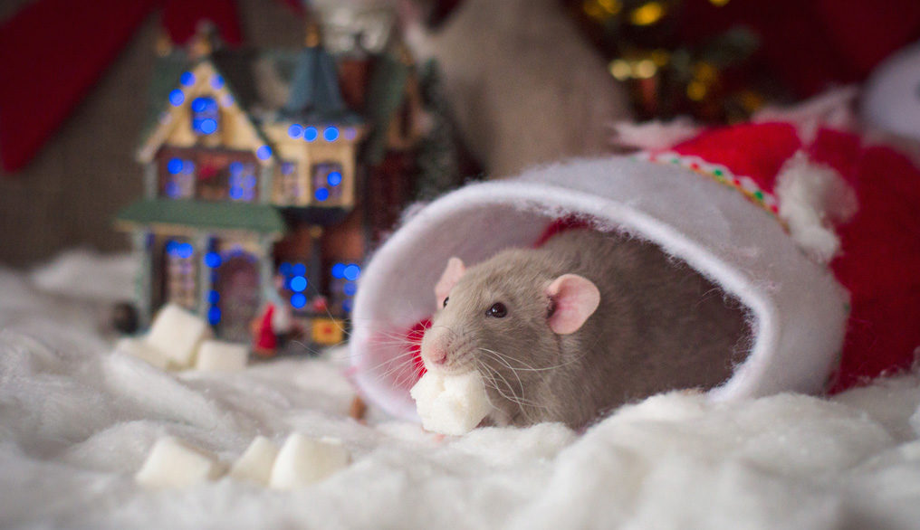 souris de noël