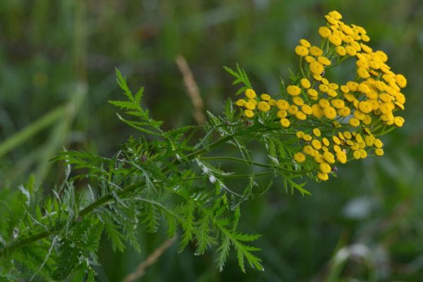 The list is quite long, but tansy is the best one to do the job.