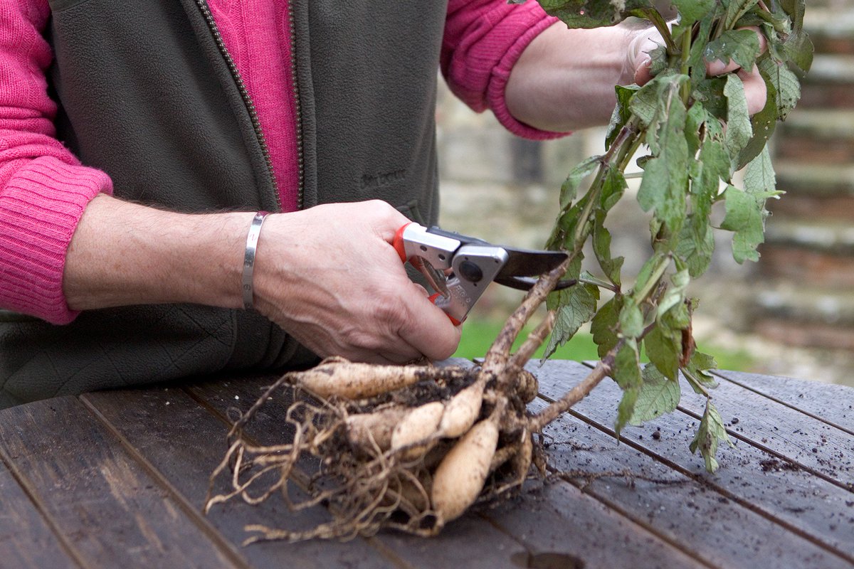 preparing dahlias for storage