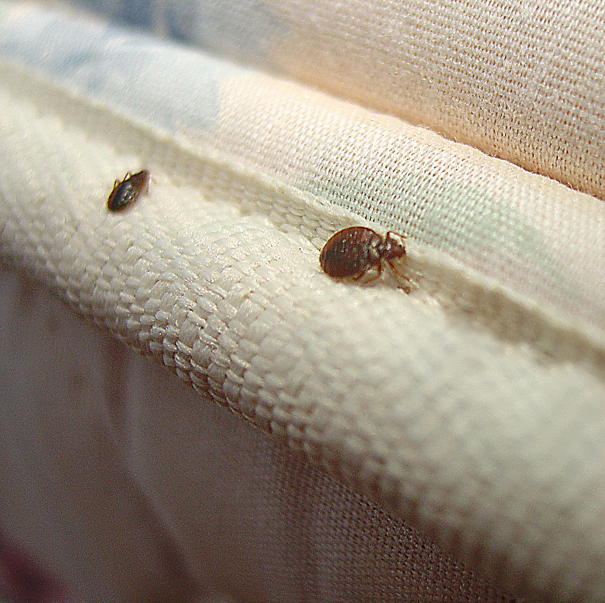 bed bugs in the apartment